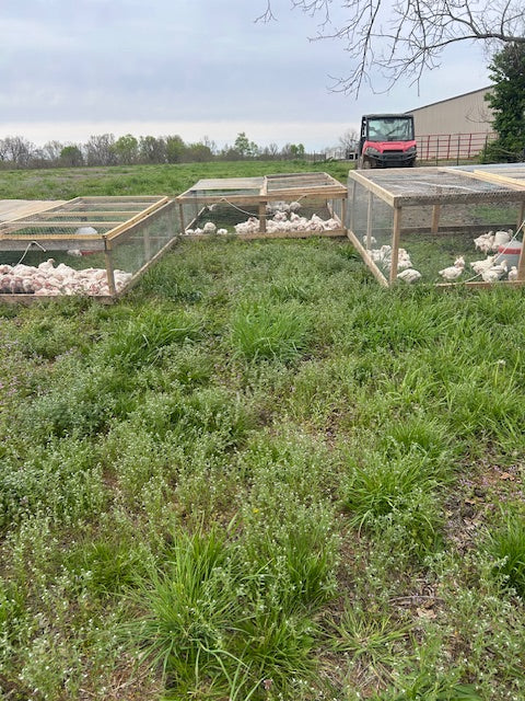 Pre Order Bulk Chickens